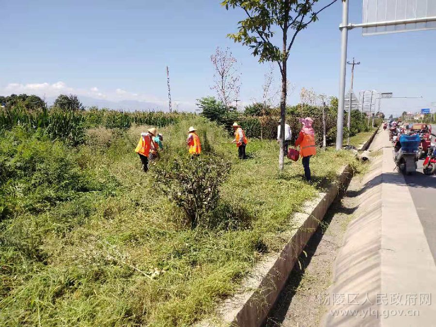 杨扶路曹新庄十字绿化带打草、清理