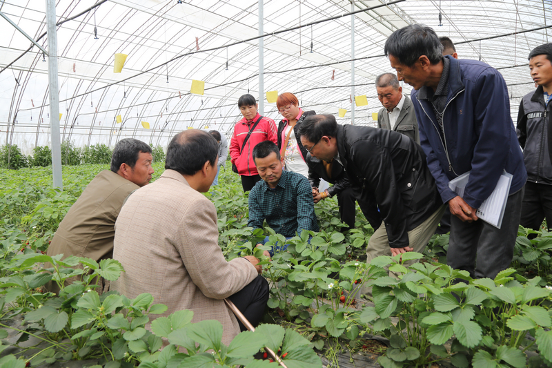 西北农林科技大学教授讲授大棚内草莓的种植方法和技巧等课堂内容