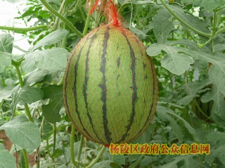 杨凌地产西甜瓜质优价廉 赢得各方客商赞誉