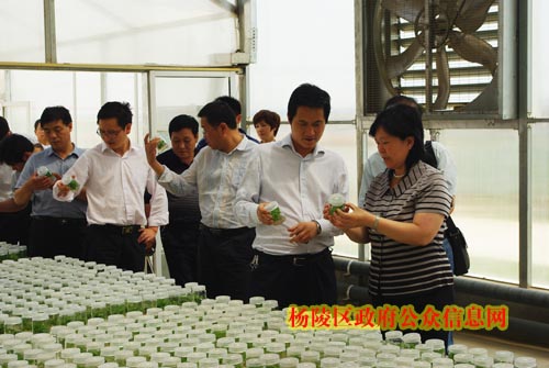 山西运城新绛县政府代表团来我区考察现代农业