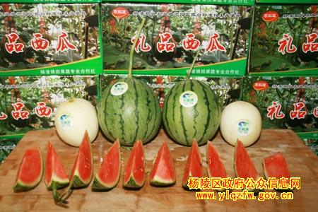 杨陵3000多亩西瓜喜获丰收 6000吨瓜全面上市