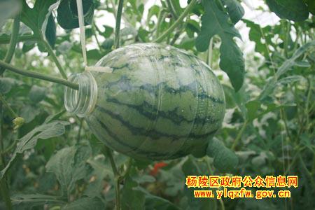 揉谷基地以无公害多品种西瓜喜迎各方客商