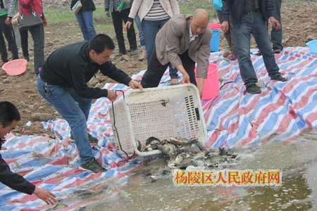 我区开展渭河增殖放流活动
