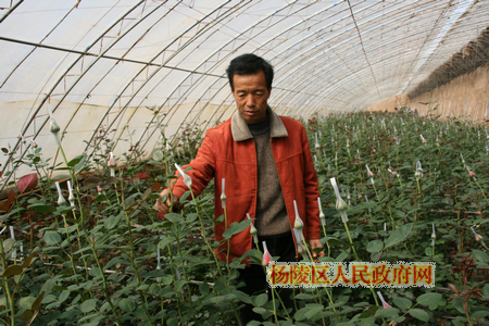 鲜切花种植带动杨陵农民增收致富