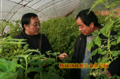 做好大棚蔬菜越冬 专家给出四条建议