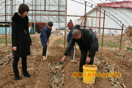 我区推广“秸秆生物反应堆技术”受到种植户欢迎