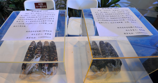 “陕科糯甜1502”和“陕科糯甜1802”玉米