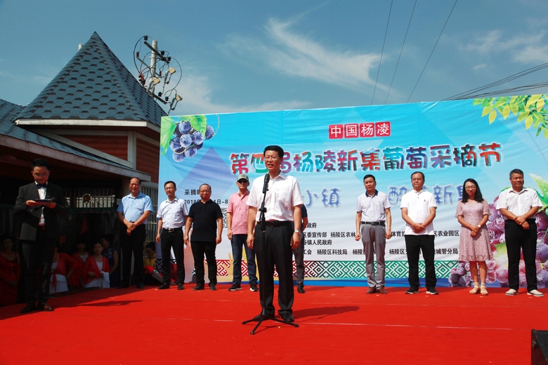 第四届杨凌新集葡萄采摘节成功举办