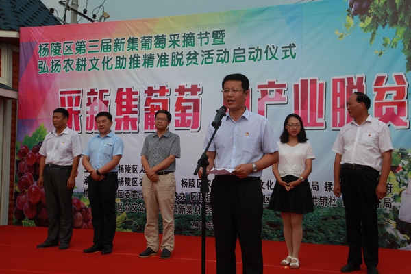 第三届杨陵“新集葡萄”采摘节隆重开幕
