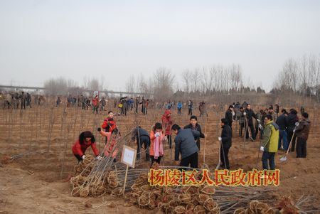 我区干部职工开展冬季义务植树活动