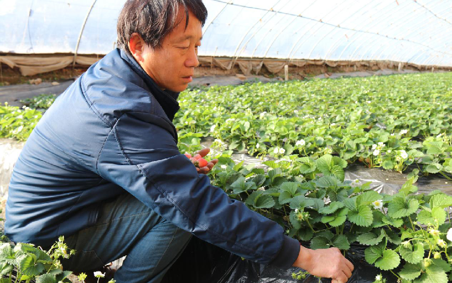 草莓育苗延伸产业链 拓宽致富路